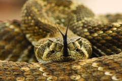 Western Diamondback Rattlesnake