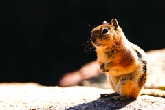 Golden-Mantled Ground Squirrel