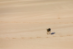 Dune Wildlife