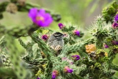 Cactus Wren