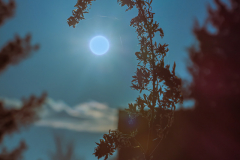 Alexa Forgione, Two-Tone Sun