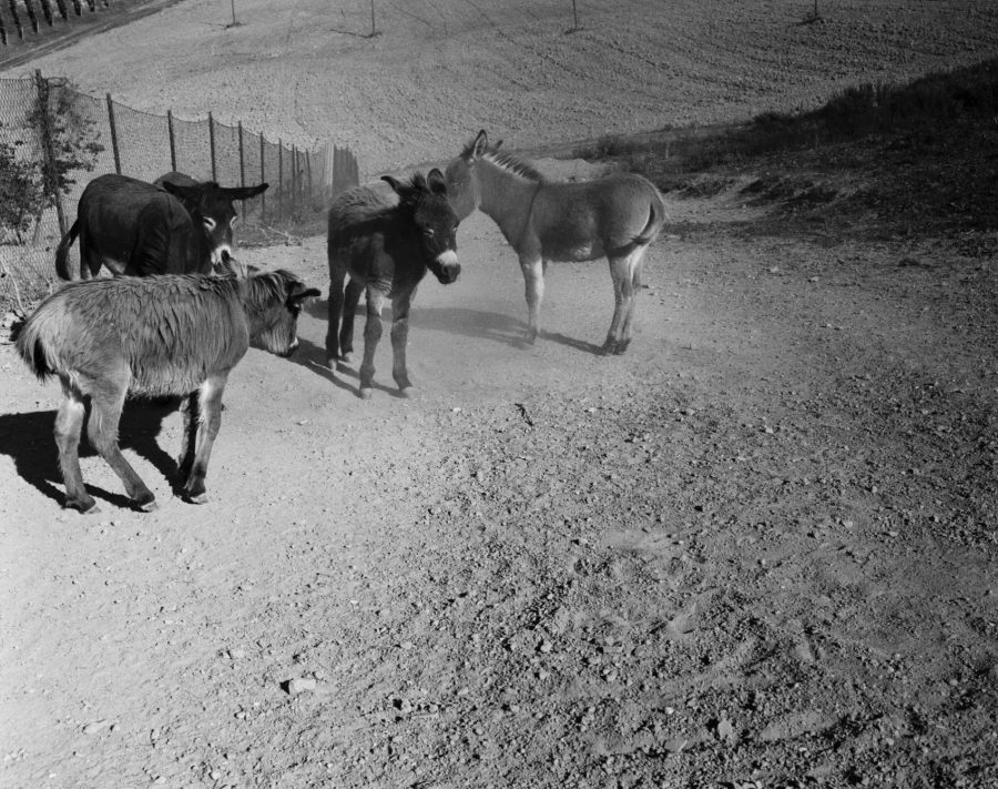 Kicking Up The Dust by Olivia Cisler